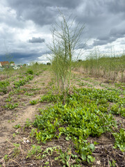 Asparagus fully grown plant at Knoblausland, Nuremberg, Germany