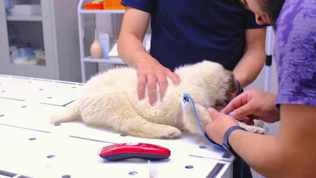 A veterinarian treats a dog in a veterinary clinic. The specialist inserts a dropper into the dog paw and injections.