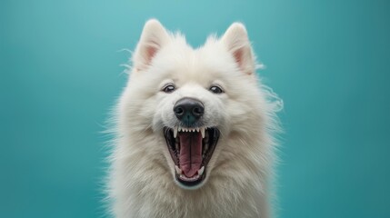 Samoyed, angry dog baring its teeth, studio lighting pastel background