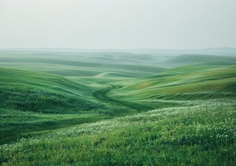 Obraz premium Green rolling hills of wheat field under a foggy sky