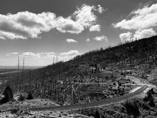 Harz Mountains / forest, trees that have died due to the bark beetle or lack of water, railroad...