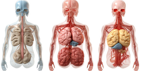 brain, hear and lungs anatomy plastic science miniature models of human organs for chronic diseases and school science class education isolated on a transparent background 
