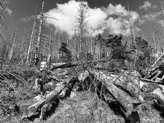 Natural damage to trees caused by bark beetles and water scarcity in the Harz Forest mountains,...