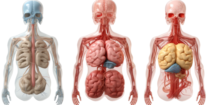 brain, hear and lungs anatomy plastic science miniature models of human organs for chronic diseases and school science class education isolated on a transparent background  - Powered by Adobe