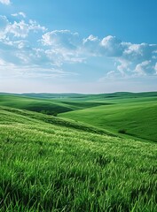 Green rolling hills of wheat field under blue sky and white clouds