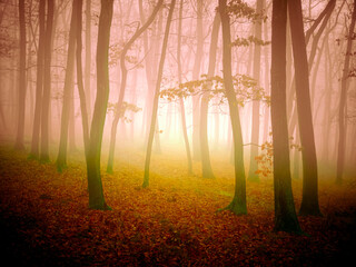 Mysterious foggy forest