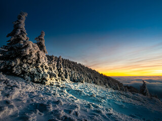 Scenic landscape with spruce trees covered with rime after sunset