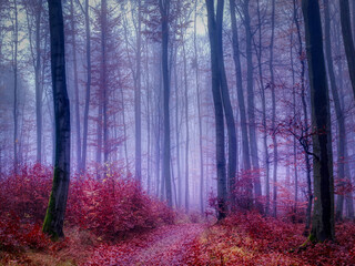 Magical foggy forest