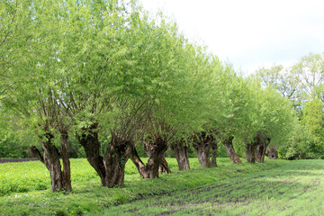 Old willow trees in a rural landscape