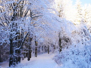 Winter landscape with fresh snow covered trees