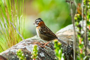 PAJAROS COPETONES