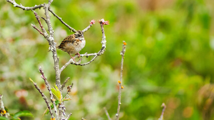 PAJAROS COPETONES