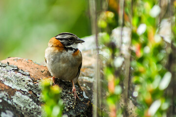 PAJAROS COPETONES