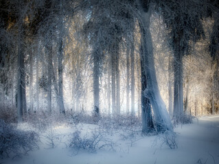 Winter snowy landscape with fresh snow covered trees