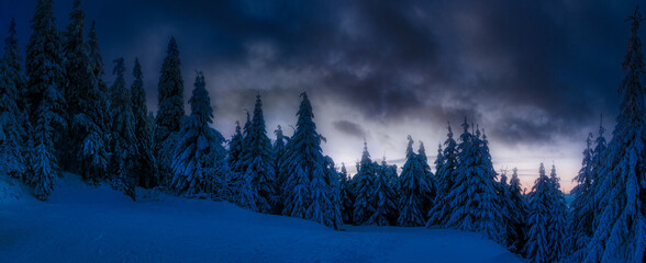 Panoramic winter landscape with fresh snow covered trees