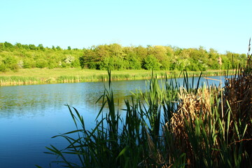 A body of water with trees in the background