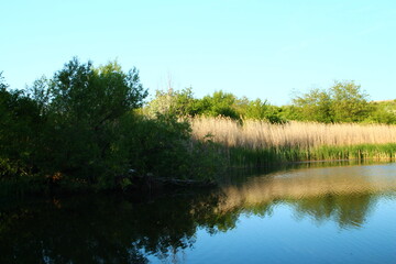 Fototapeta na wymiar A river with trees and grass