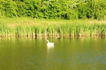 A swan in a lake