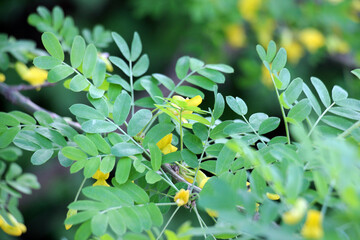 Flowering of yellow wood acacia ( Caragana arborescens)