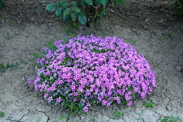A bush with purple flowers