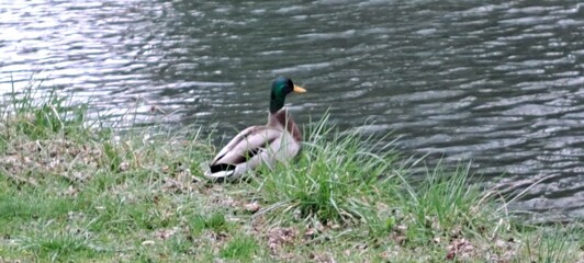 pato en la orilla de el lago