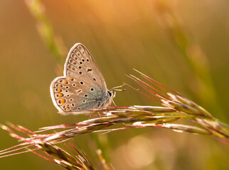 Kolorowy motyl Modraszek Ikar na łące. 