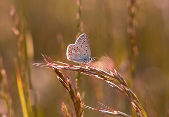 Kolorowy motyl Modraszek Ikar na łące. 
