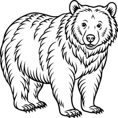 brown bear vector