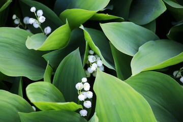 Common lily of the valley (Convallaria majalis) grows in nature