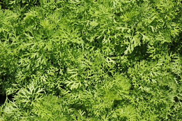 Fresh green carrot plants growing in the vegetable garden.