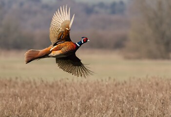 A view of a Pheasant in flight