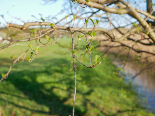 tree in spring