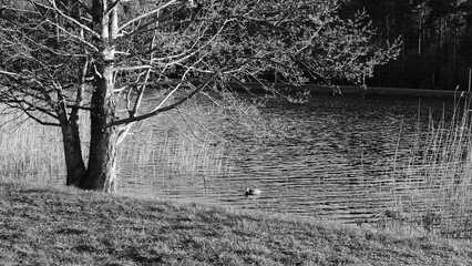 black and white photo of a tree