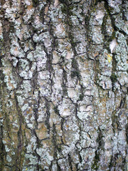 bark of a tree