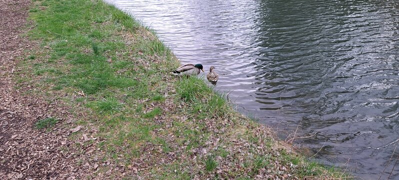 un pato en la tierra y un pato en el agua