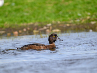 Tufted duck swimming at wetland