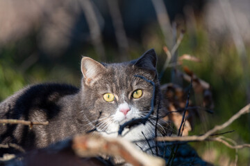 Grey and white cat scouting
