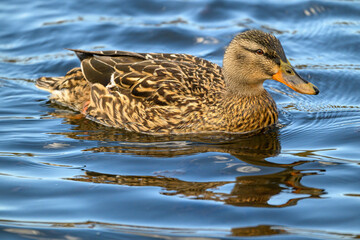 Mallard swimming at wetland