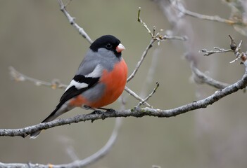 A close up of a Bull Finch
