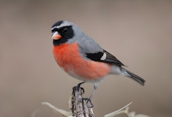 A close up of a Bull Finch