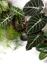 Various indoor plants: Alocasias, Philodendrons, and Asparagus. Home plant collection concept. Copy space, selective focus