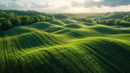 A large field of green grass with a sun shining on it - Powered by Adobe