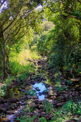 Obraz premium Stream in Waimea Park in Oahu, HI