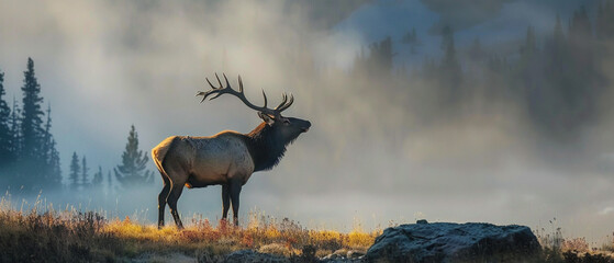 Obraz premium An elk stands proudly and bugles in the misty morning light, surrounded by nature.