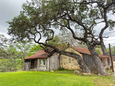 Tree over old buildings in Sisterdale, TX