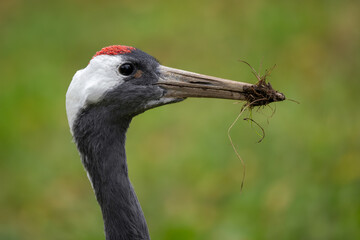 Fototapeta premium Common Crane - Grus grus, beautiful large bird from Euroasian fields and meadows, Kuhmo, Finland.