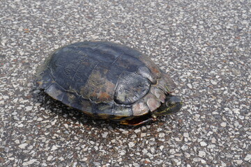 Red Ear Slider turtle on an asphalt road