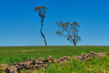 The remains of a broken down volcanic rock wall in a farm pasture in the outback of Victoria,...