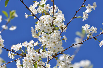 A sprig of white cherry blossoms against a blue sky