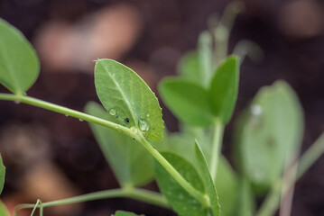 Pea Plant